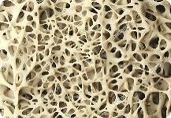 close up of bone