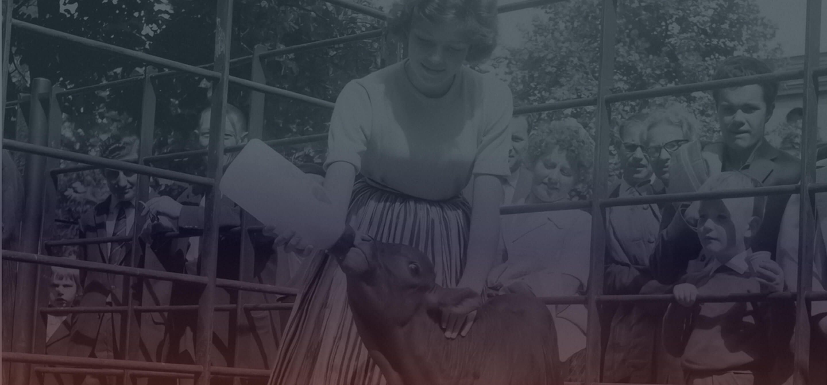 Woman Feeding Calf
