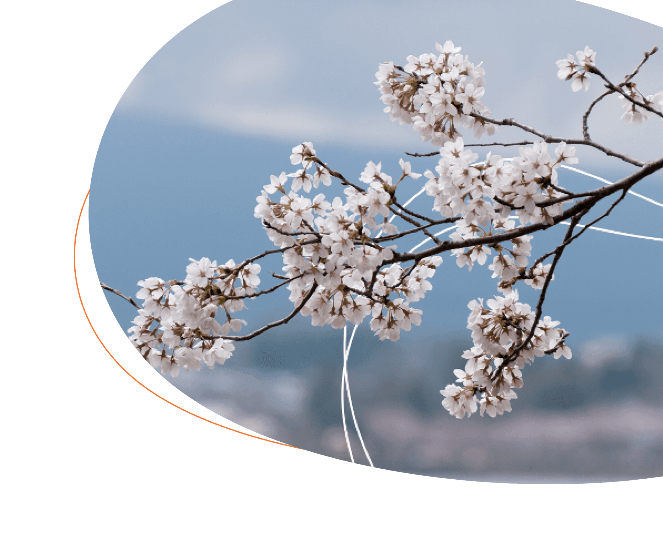 Tree branch with blossoms